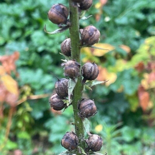 Verbascum virgatum Fruit