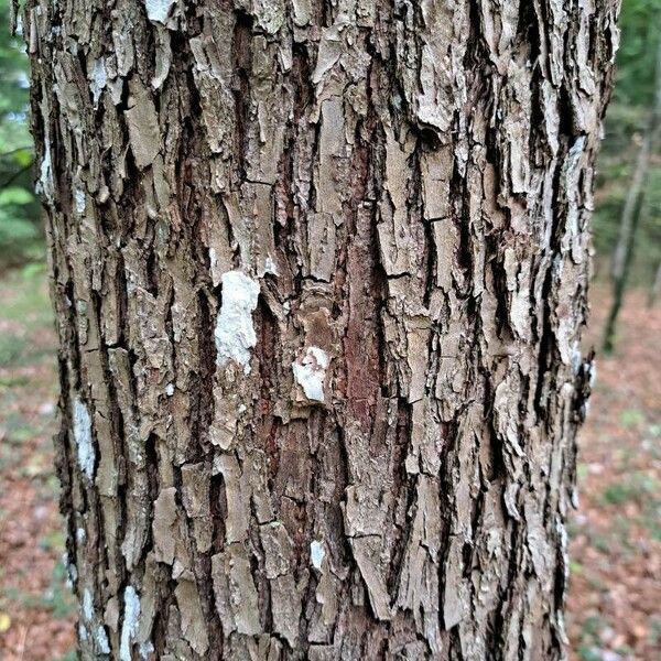 Sorbus domestica Bark