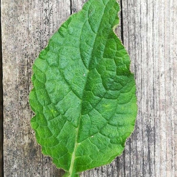 Symphytum officinale Blad