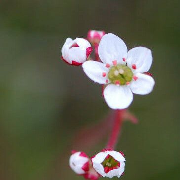 Micranthes californica Flor