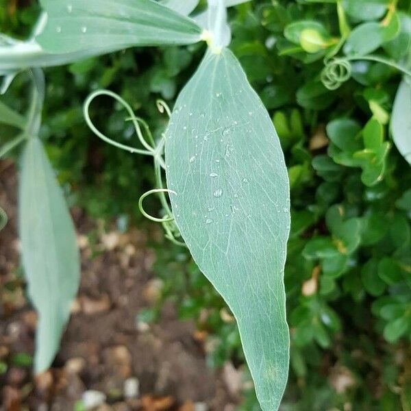Lathyrus latifolius 葉