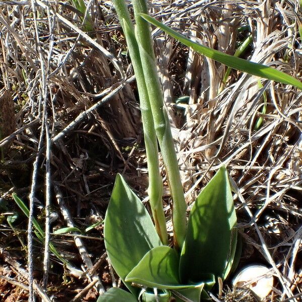 Spiranthes spiralis Hoja