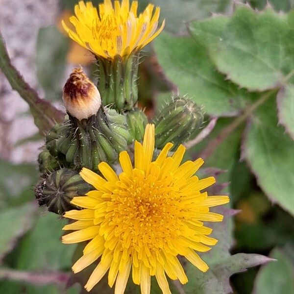 Sonchus oleraceus Kukka