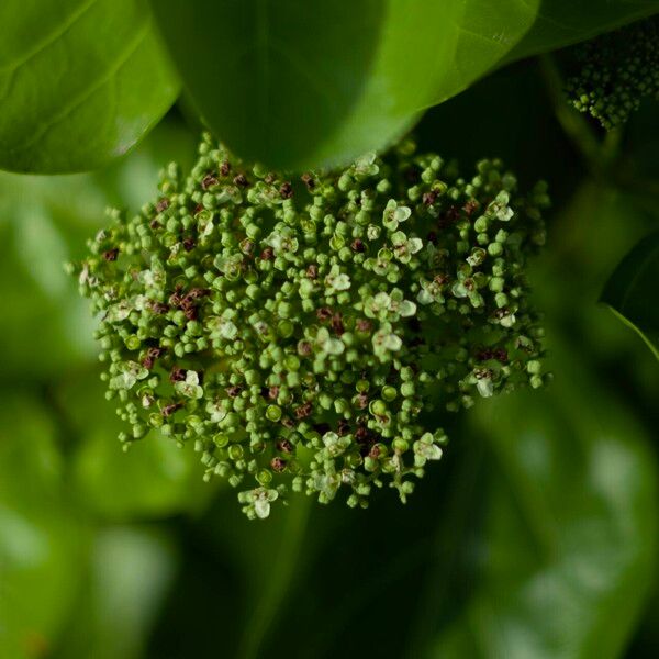 Premna serratifolia Λουλούδι