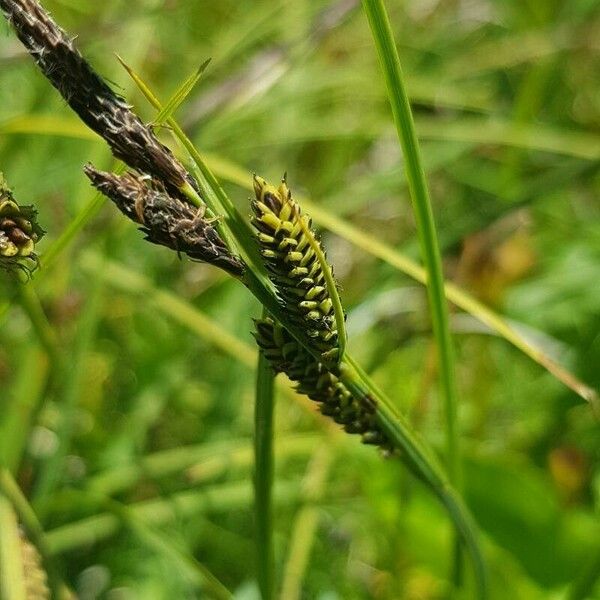 Carex nigra Flower