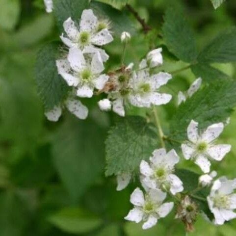 Rubus pensilvanicus Cvet