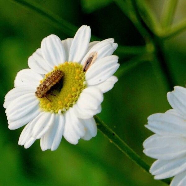 Tanacetum parthenium Máis