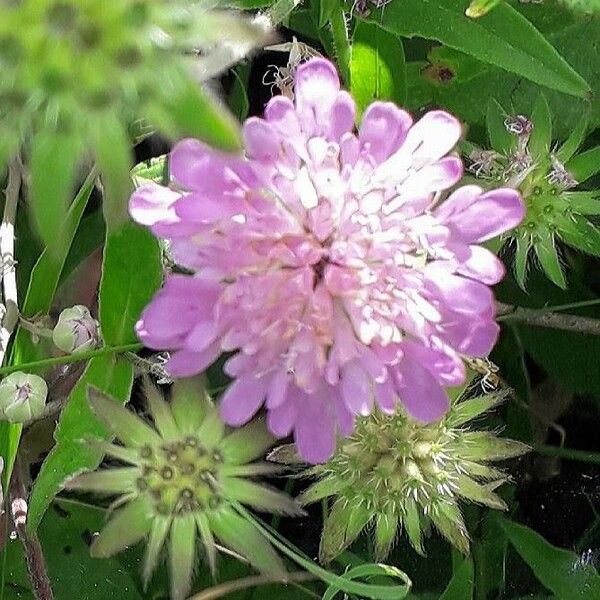 Knautia arvensis Цвят