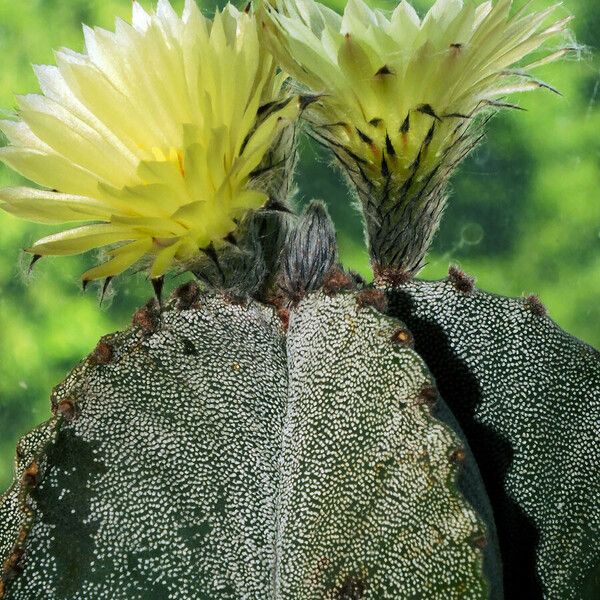 Astrophytum myriostigma Tervik taim