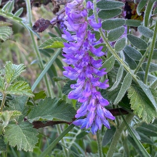 Vicia incana Flower