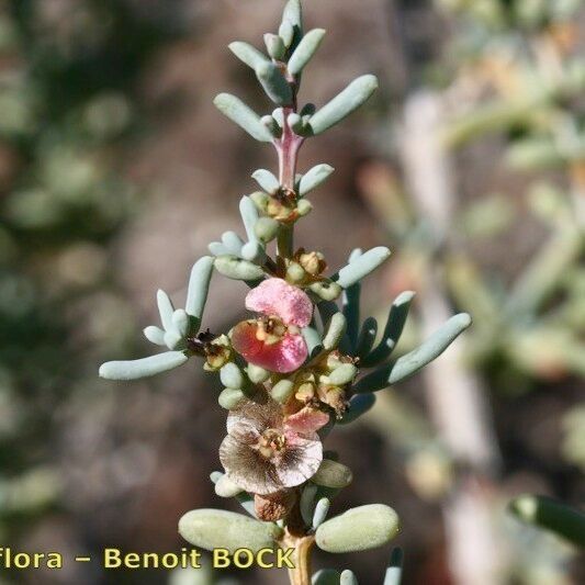 Salsola divaricata Kita