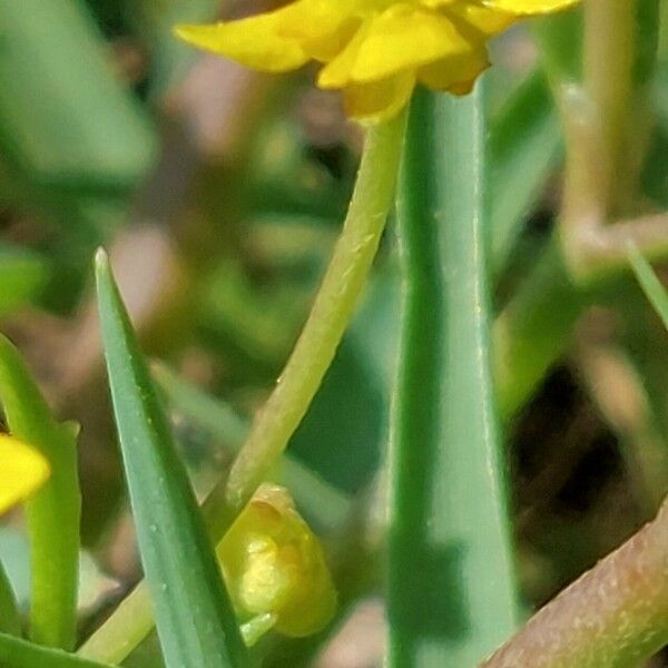 Ranunculus ophioglossifolius Flors
