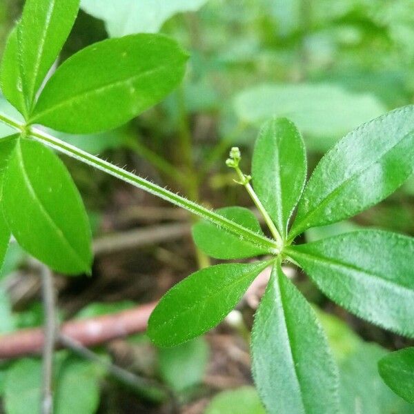 Galium triflorum Kéreg