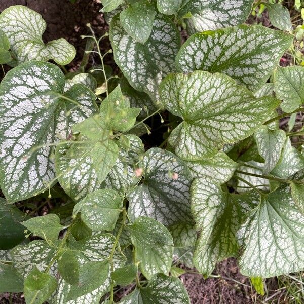 Brunnera macrophylla পাতা