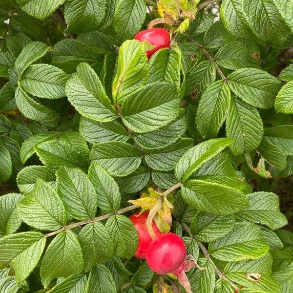 Rosa rugosa Fruto