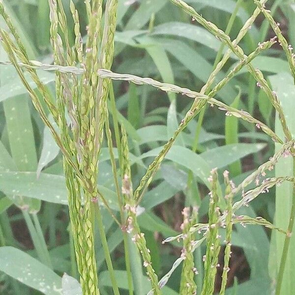 Digitaria ciliaris Blüte