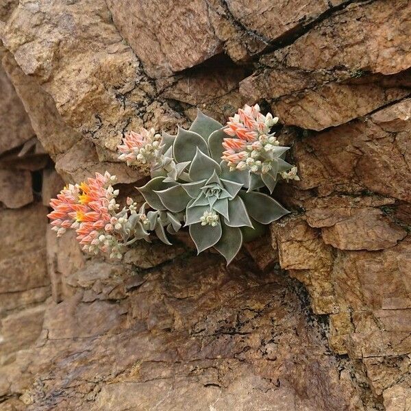 Echeveria gigantea Blatt