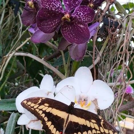 Vanda spp. Flor