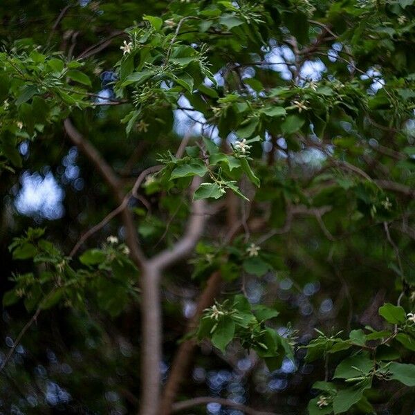 Wrightia pubescens Leaf