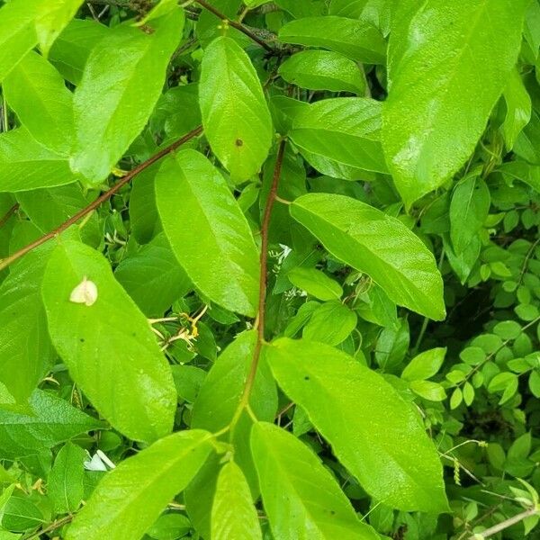 Frangula caroliniana Leaf