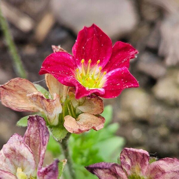 Saxifraga rosacea 花