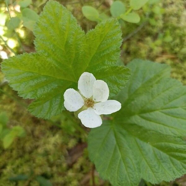 Rubus chamaemorus Kwiat