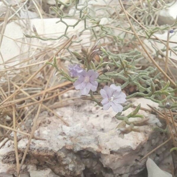 Limonium cordatum Flower