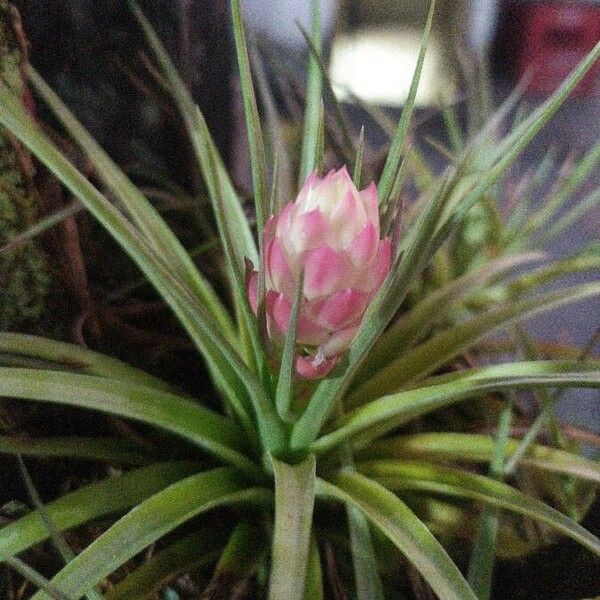 Tillandsia stricta Blomst