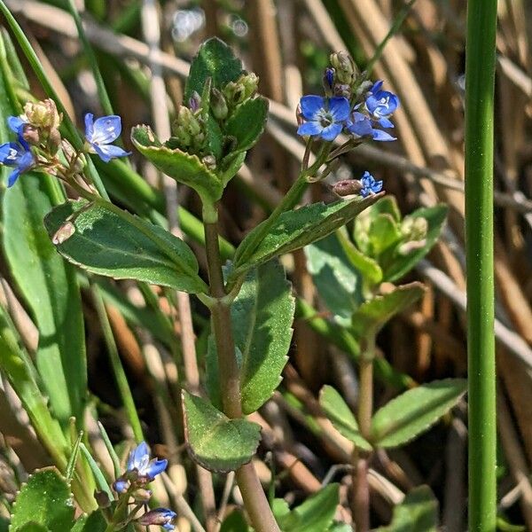 Veronica beccabunga Habit