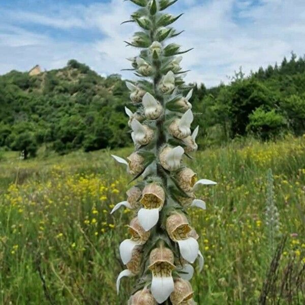 Digitalis lanata Λουλούδι