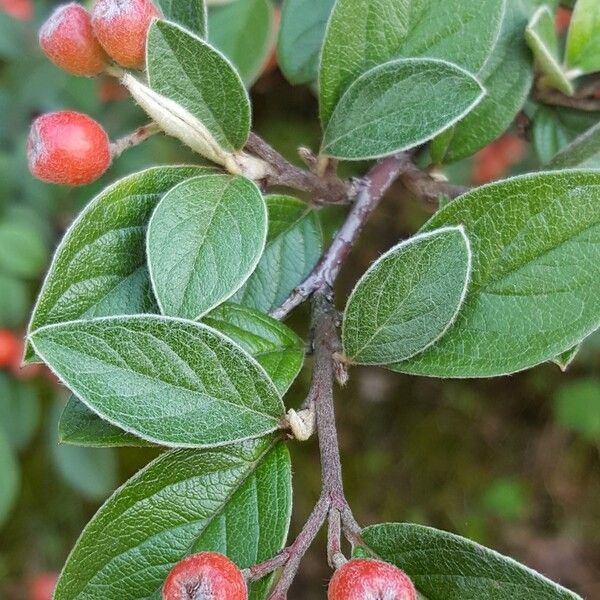 Cotoneaster pannosus Ovoce