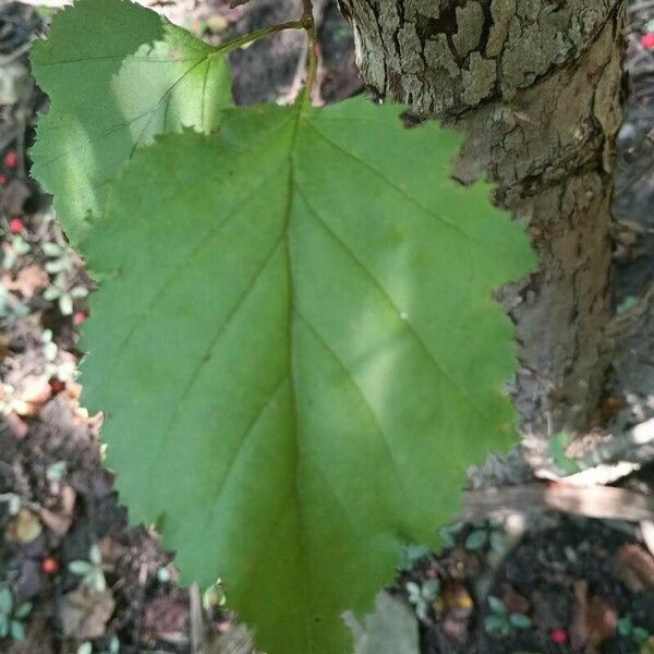 Crataegus submollis Leaf