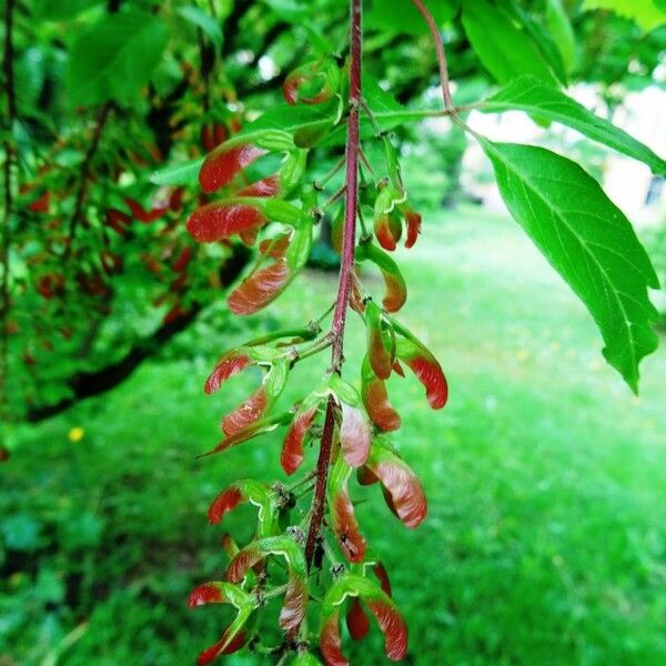 Acer cissifolium Fruit