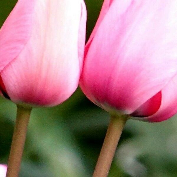 Tulipa clusiana Çiçek