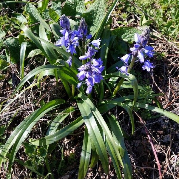 Hyacinthoides non-scripta عادت