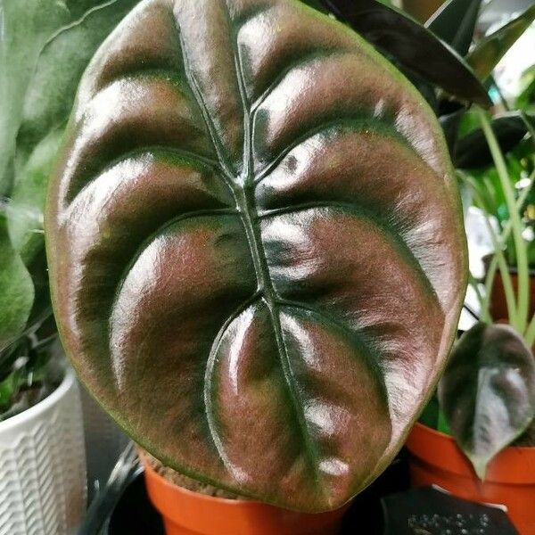 Alocasia cuprea List