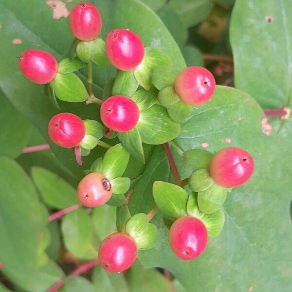 Hypericum androsaemum 果實