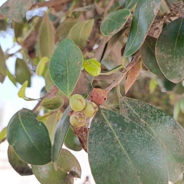 Ficus retusa फल