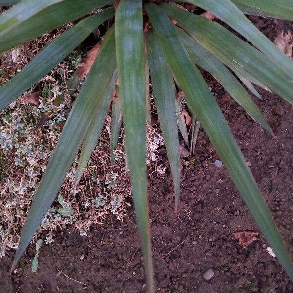 Yucca gloriosa Feuille