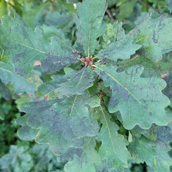 Quercus robur Foglia