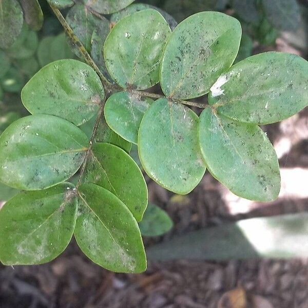 Guaiacum officinale Blatt