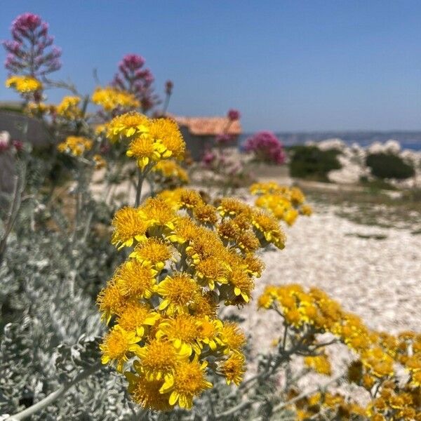 Jacobaea maritima Flor