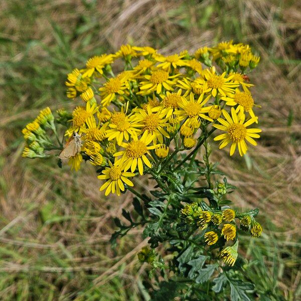 Jacobaea erucifolia Flor