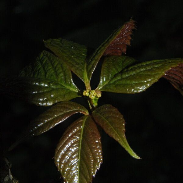 Parthenocissus semicordata