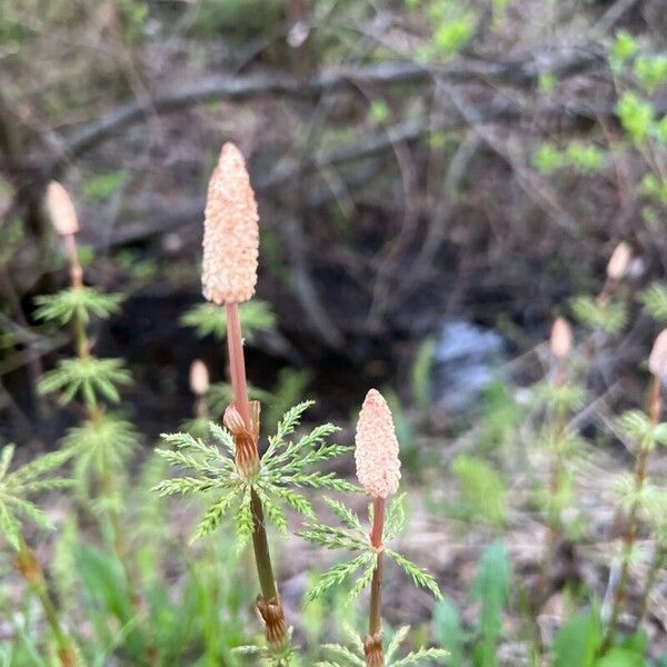 Equisetum sylvaticum Цветок