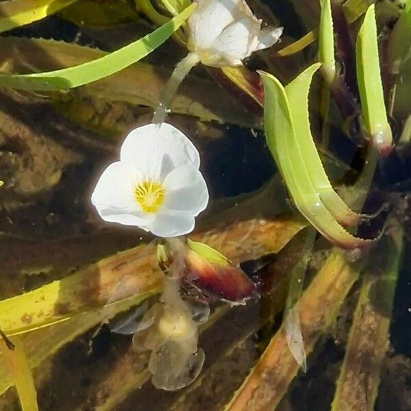 Stratiotes aloides Çiçek