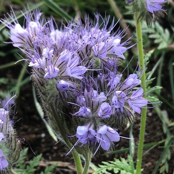 Phacelia tanacetifolia Flor