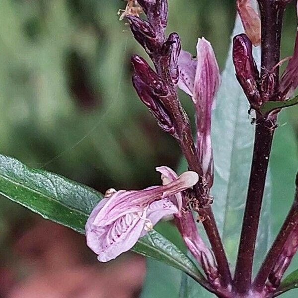 Justicia gendarussa Lorea