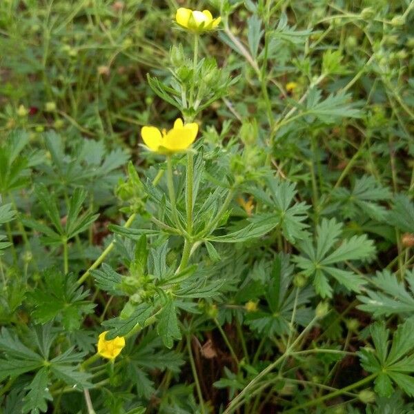 Potentilla rhenana Leaf