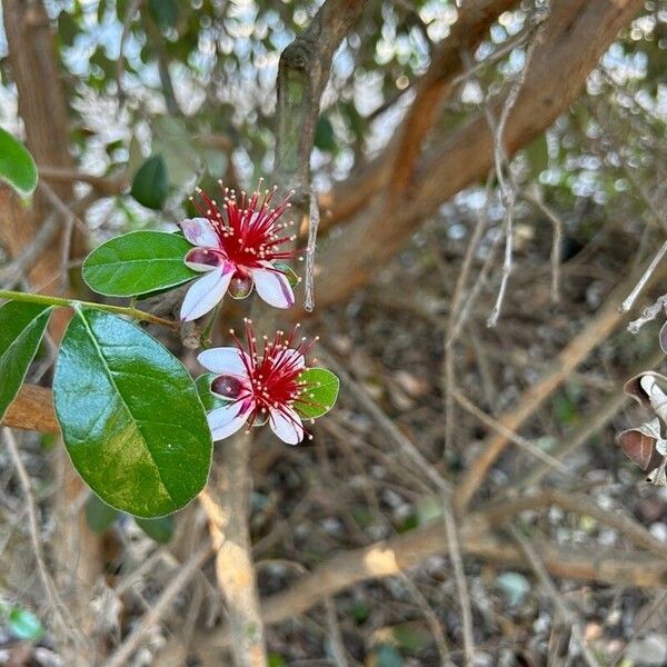 Acca sellowiana Flower